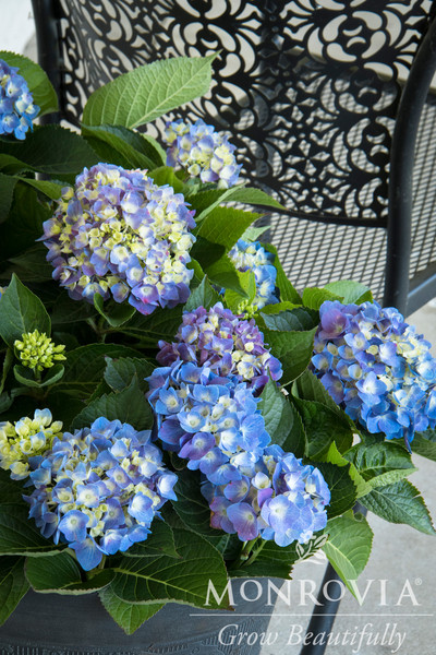 HYDRANGEA SEASIDE SERENADE CAPE COD 2G