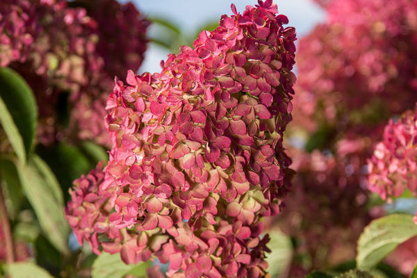 HYDRANGEA TREE BERRY WHITE 7G