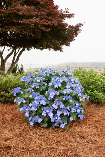 HYDRANGEA ENDLESS SUMMER POP STAR 2G