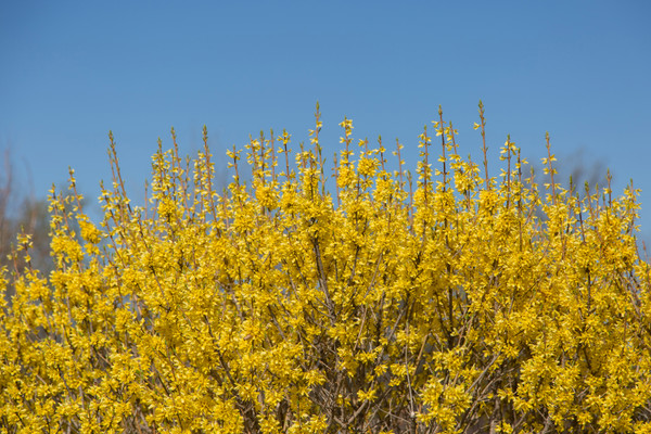 FORSYTHIA SPRING FLING 2G