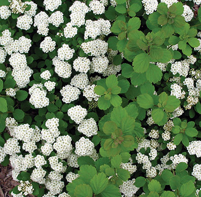 SPIREA BIRCHLEAF TOR 2G