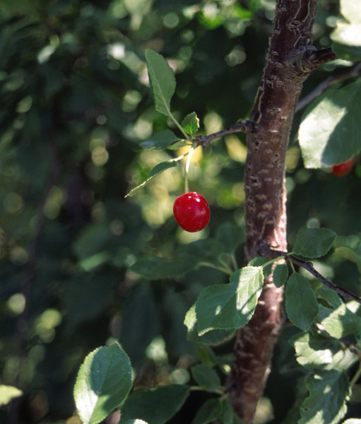CHERRY EVANS BALI 5G
