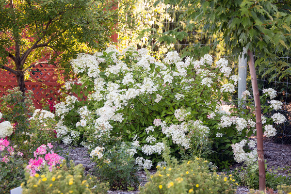 HYDRANGEA DIAMOND ROUGE 2G