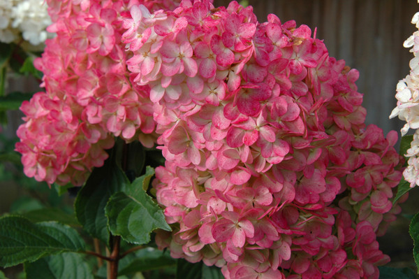 HYDRANGEA TREE VANILLA STRAWBERRY 7G
