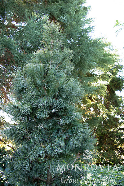 PINE SWISS STONE SILVER WHISPERS 5G