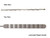 Laminated Ripple Handle (LRH)