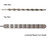 Laminated Ripple Core Handle (LRCH) 