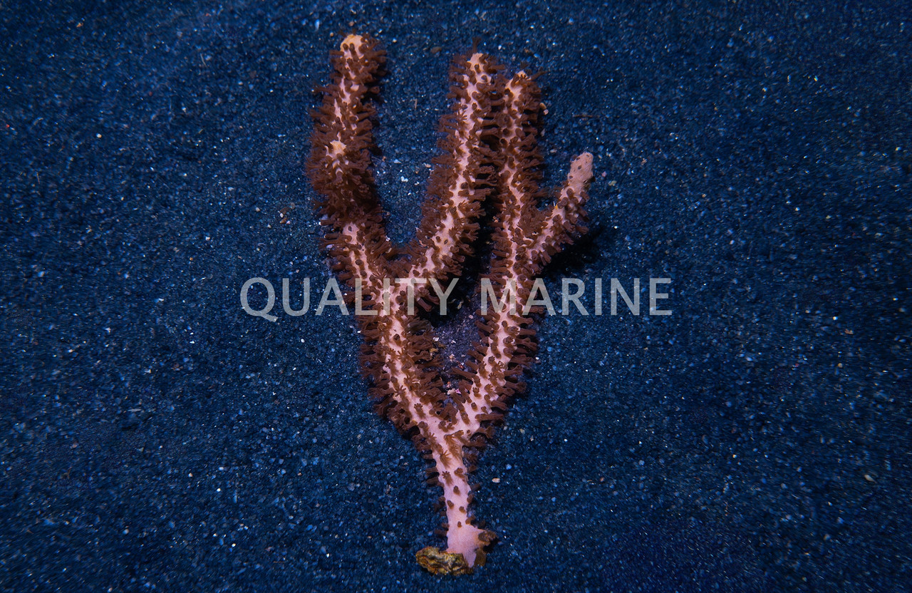Quality Marine - Coral - Coral Gorgonians - Quality Marine