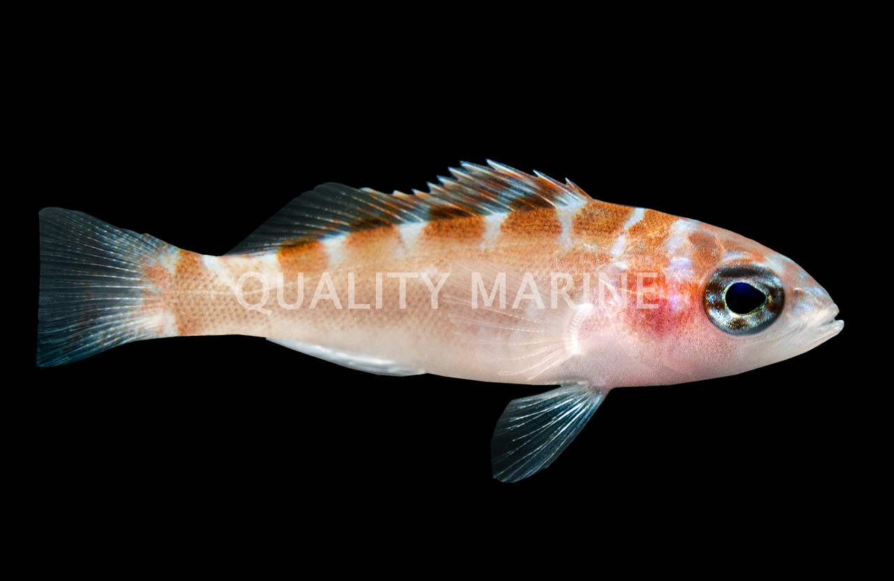 Chalk Basslet Quality Marine