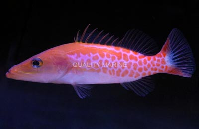 Quality Marine - Fish - Basslets - Quality Marine