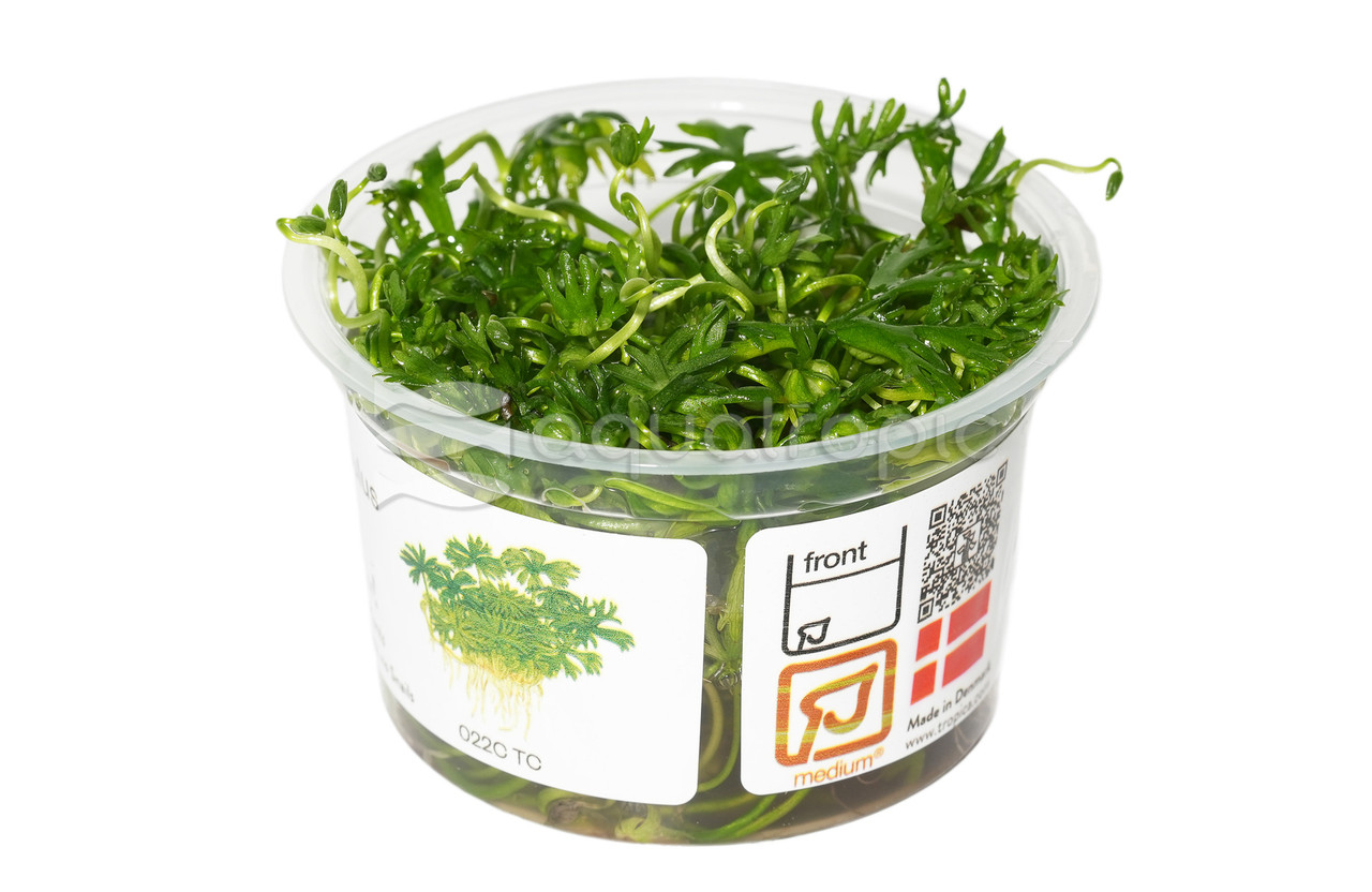 1-2-Grow! Ranunculus inundatus