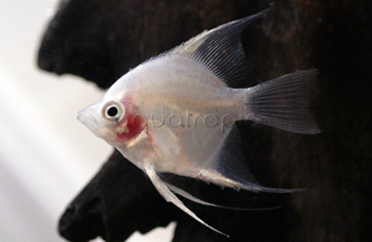 Green Giant Angelfish - Quality Marine