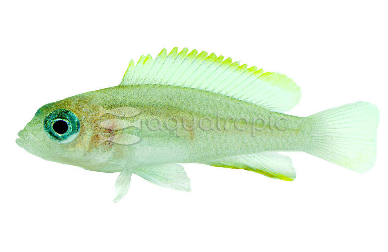 【レア@19800】tetelaensis錦 Multies Shell Dweller Tanganyika Cichlid - Quality Marine