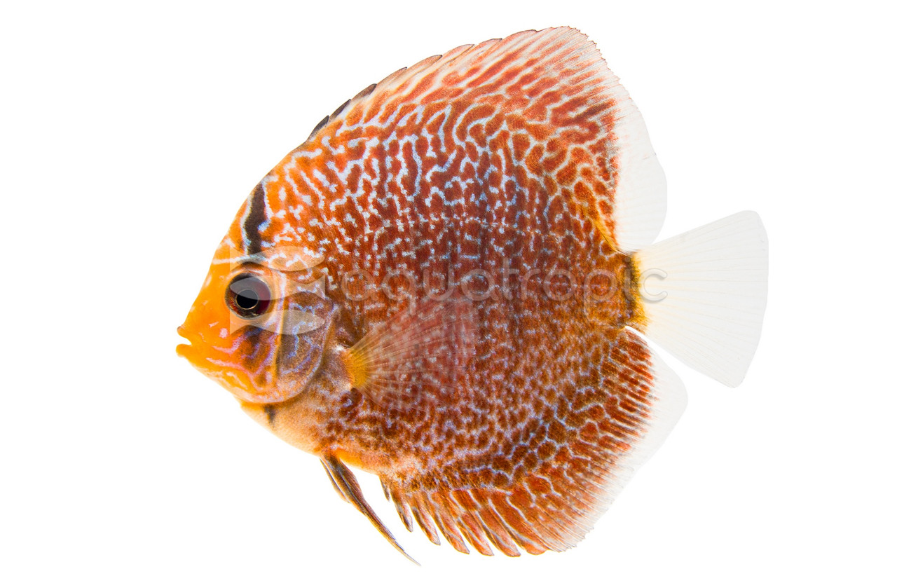 Red Snake Skin Discus Snakeskin Red Spotted Discus - Quality Marine