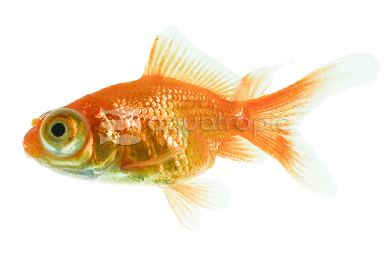 Red Telescope Goldfish - Quality Marine