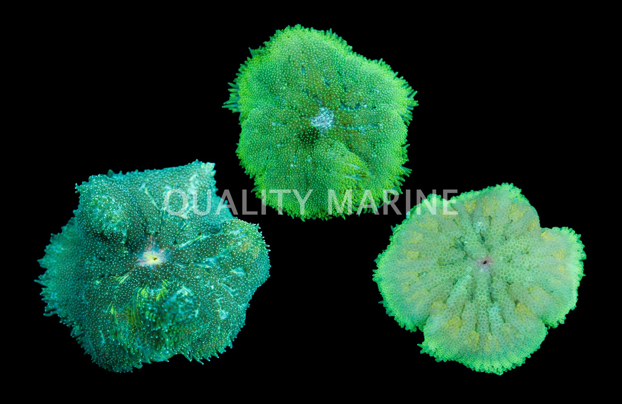 Mini Carpet Anemone - Quality Marine
