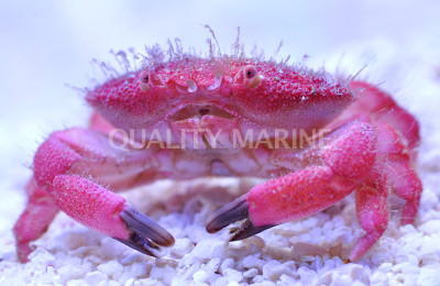 Strawberry Crab main image 1