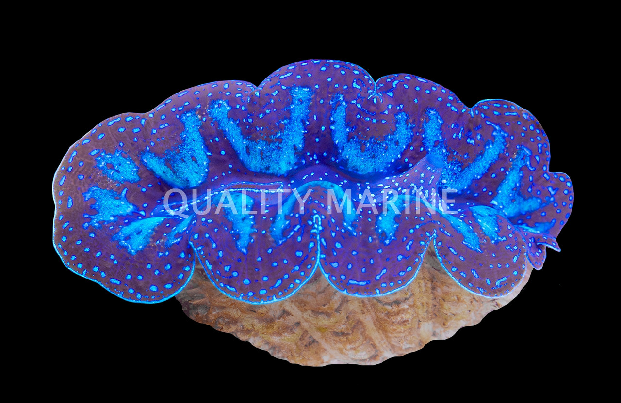 Ultra Crocea Clam - Quality Marine