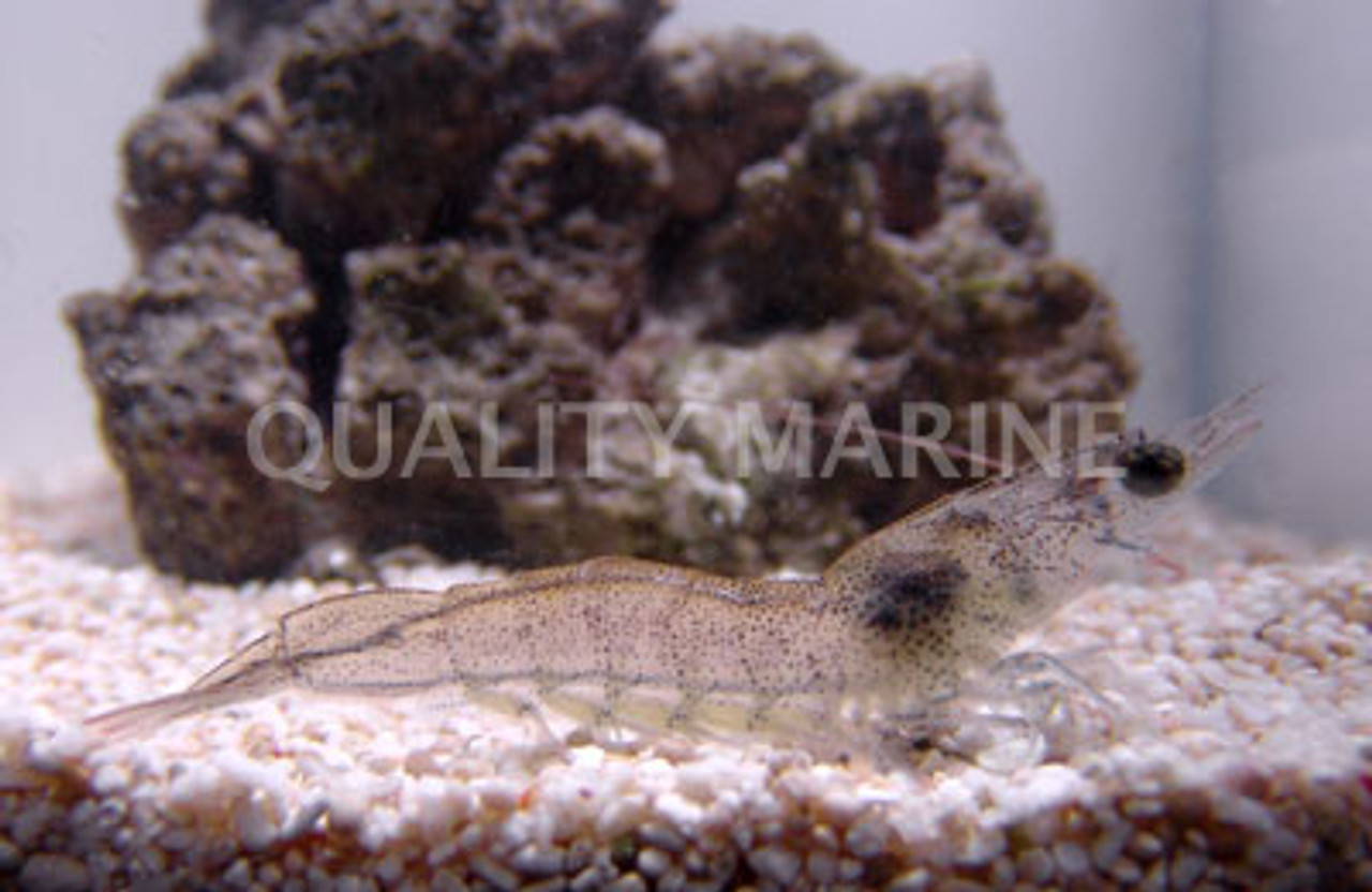 Feeder Shrimp (100 Per Bag) Quality Marine