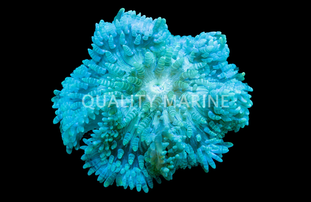 Beaded Anemone - Quality Marine