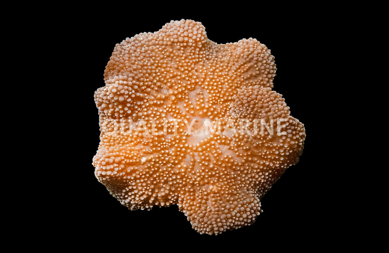 Tan Carpet Anemone - Quality Marine