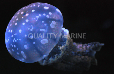 Violet Jellyfish - Quality Marine