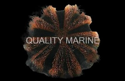 Pincushion, Tuxedo, Red Quality Marine