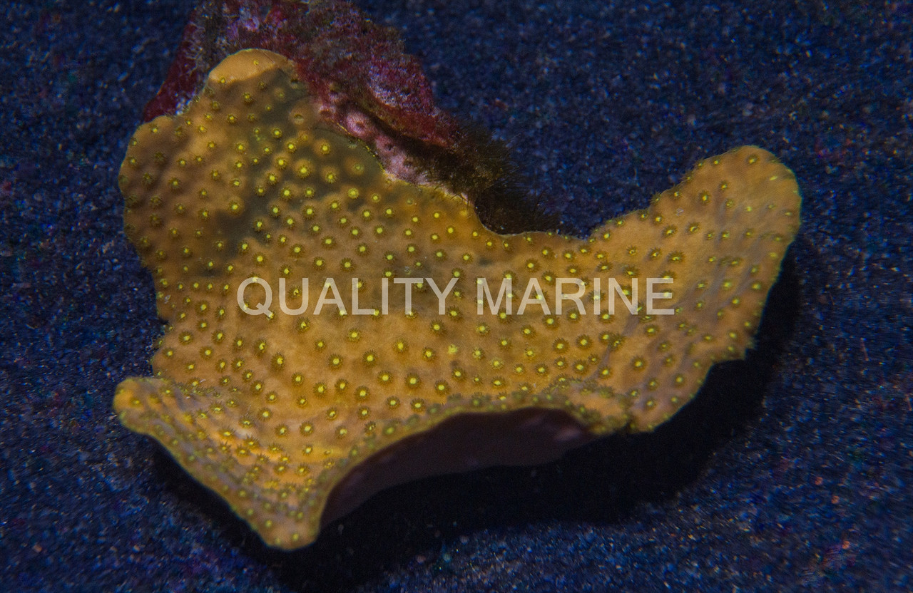 Yellow Scroll Coral - Quality Marine