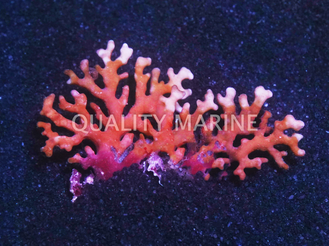 Orange/Red Lace Stick Coral - Quality Marine