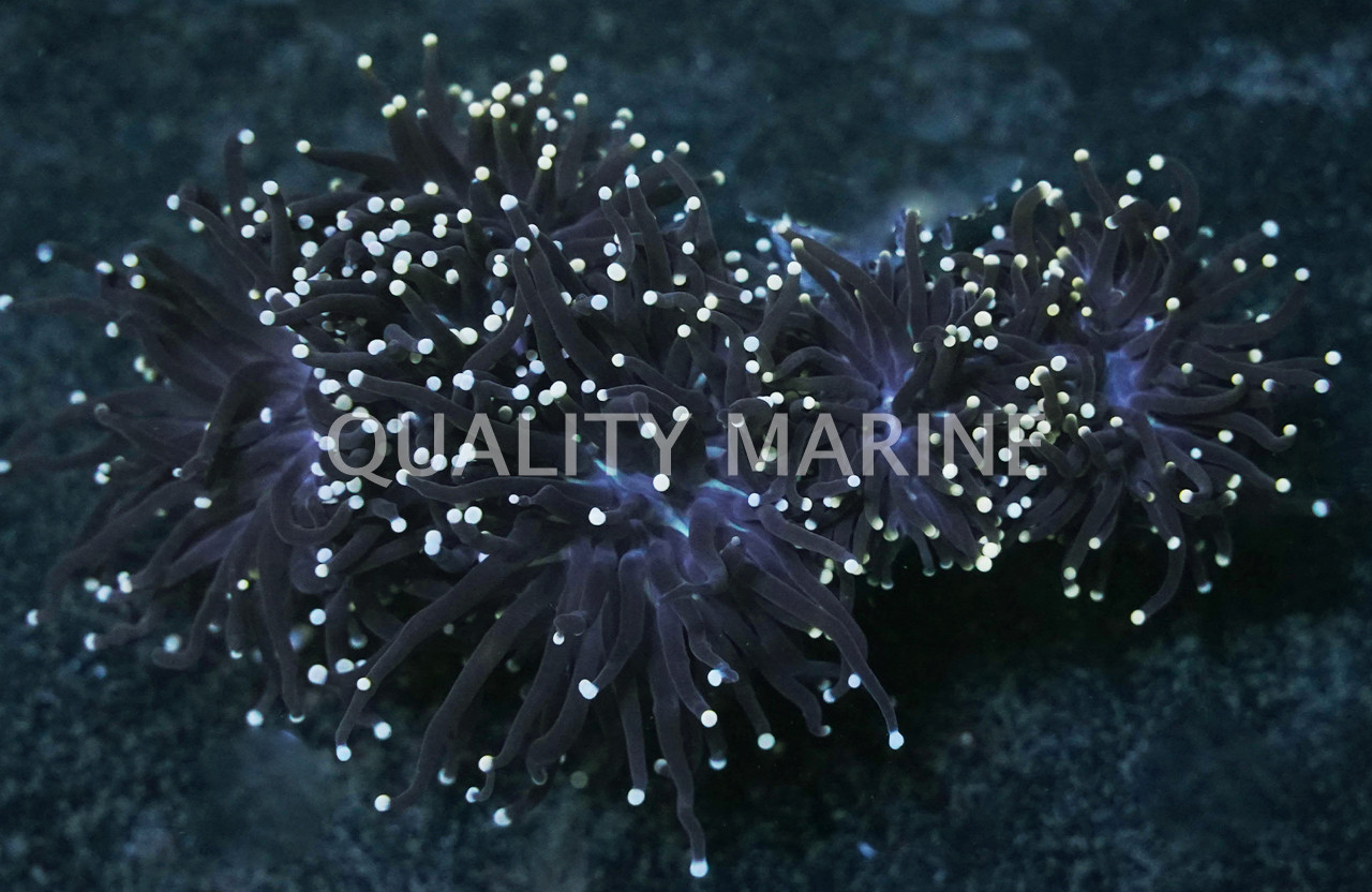 Coral様　3点おまとめ Orange Tip Black Tentacle Torch Coral - Quality Marine