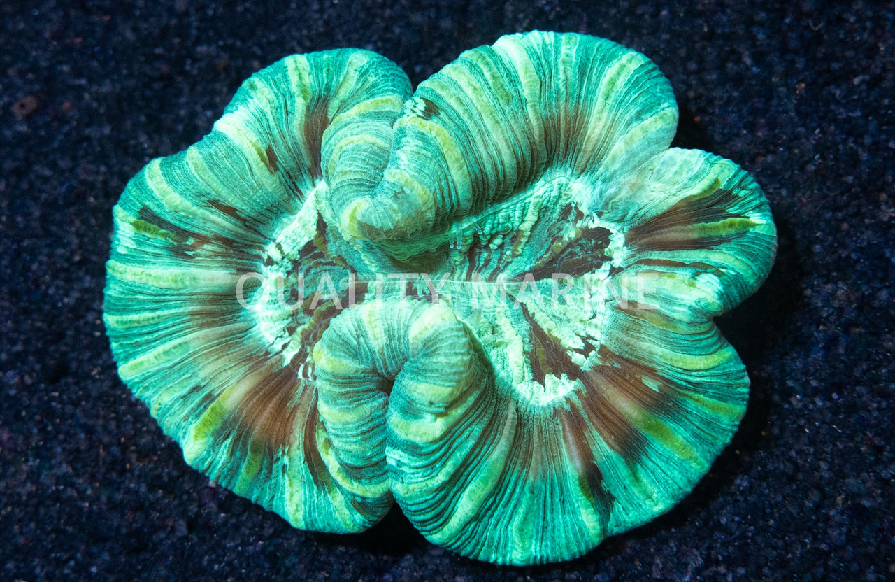 【レア@19800】tetelaensis錦 Green Trachyphyllia Coral - Quality Marine