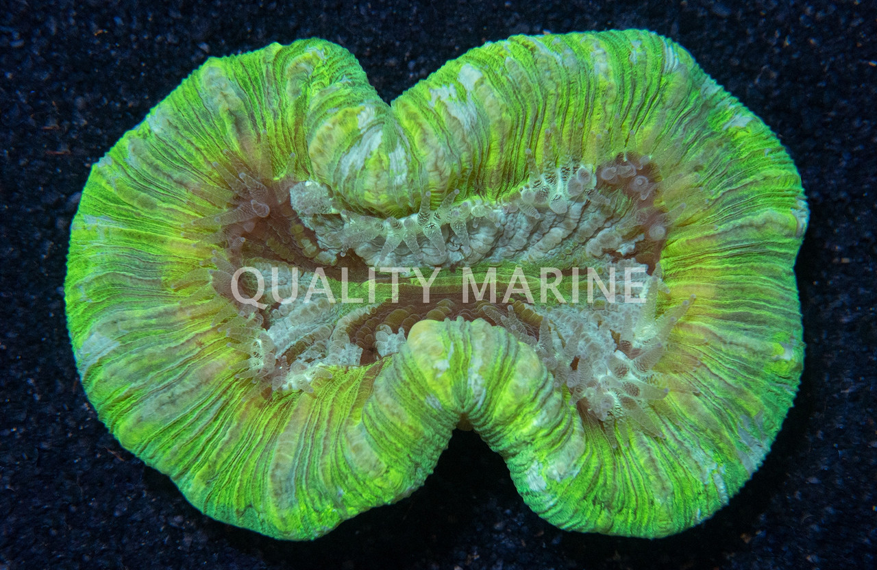 Metallic Green Trachyphyllia Coral - Quality Marine