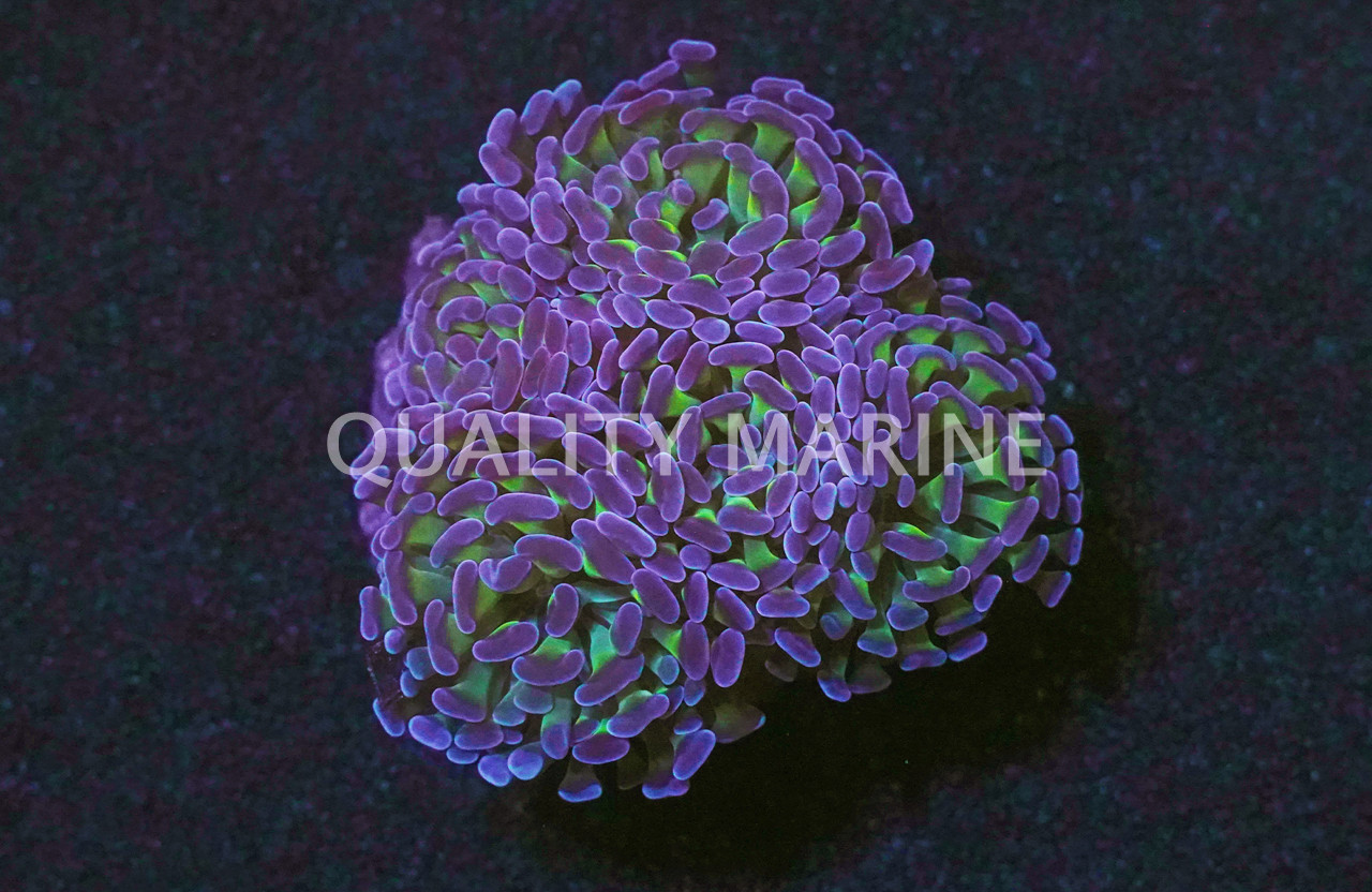 Hammer Branch Coral (Euphyllia parancora) Saltwater Coral For Sale