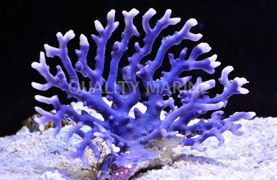 Purple Lace Stick Coral - Quality Marine