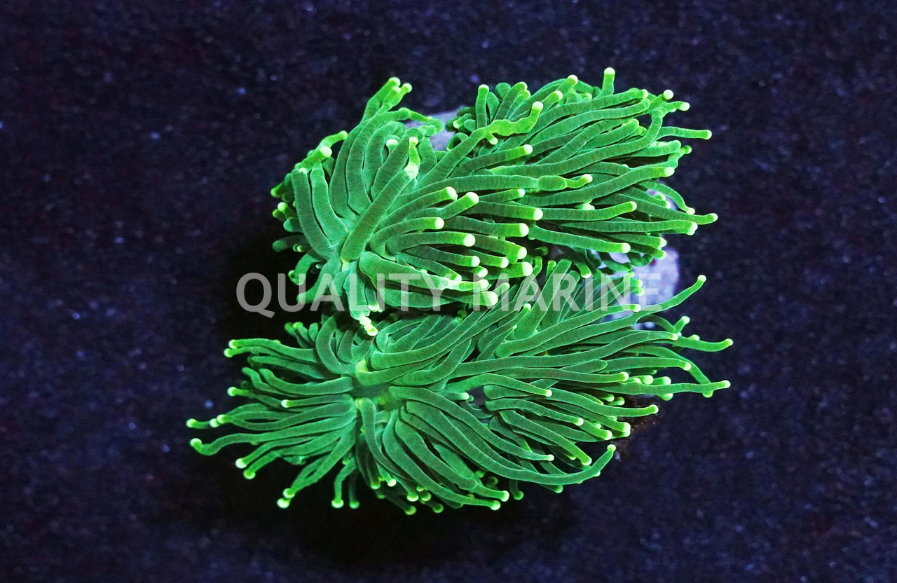 Metallic Green Torch Coral - Quality Marine