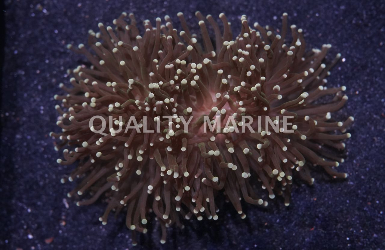 Torch, YellowTip Quality Marine