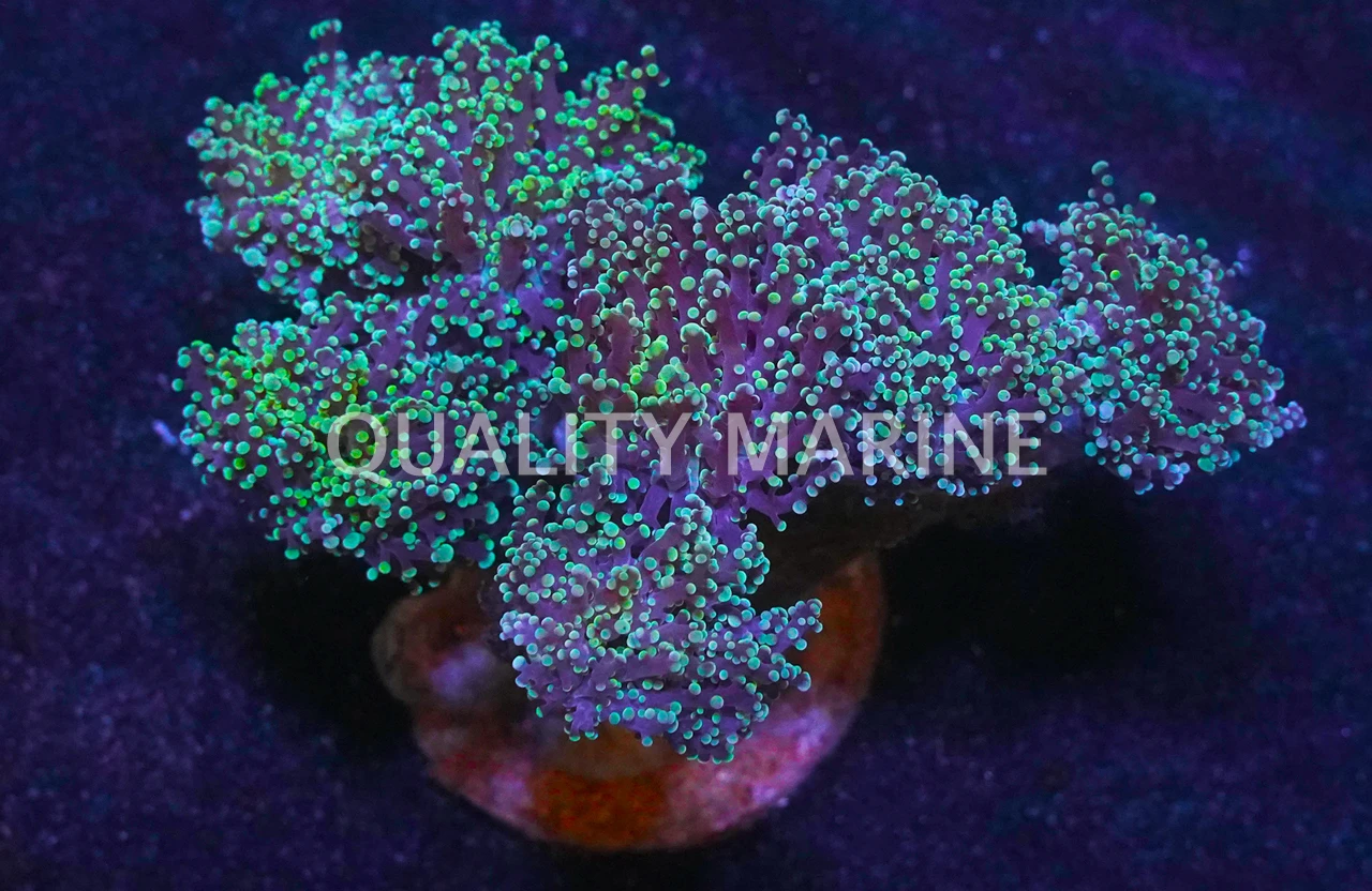 Blue Octo Coral