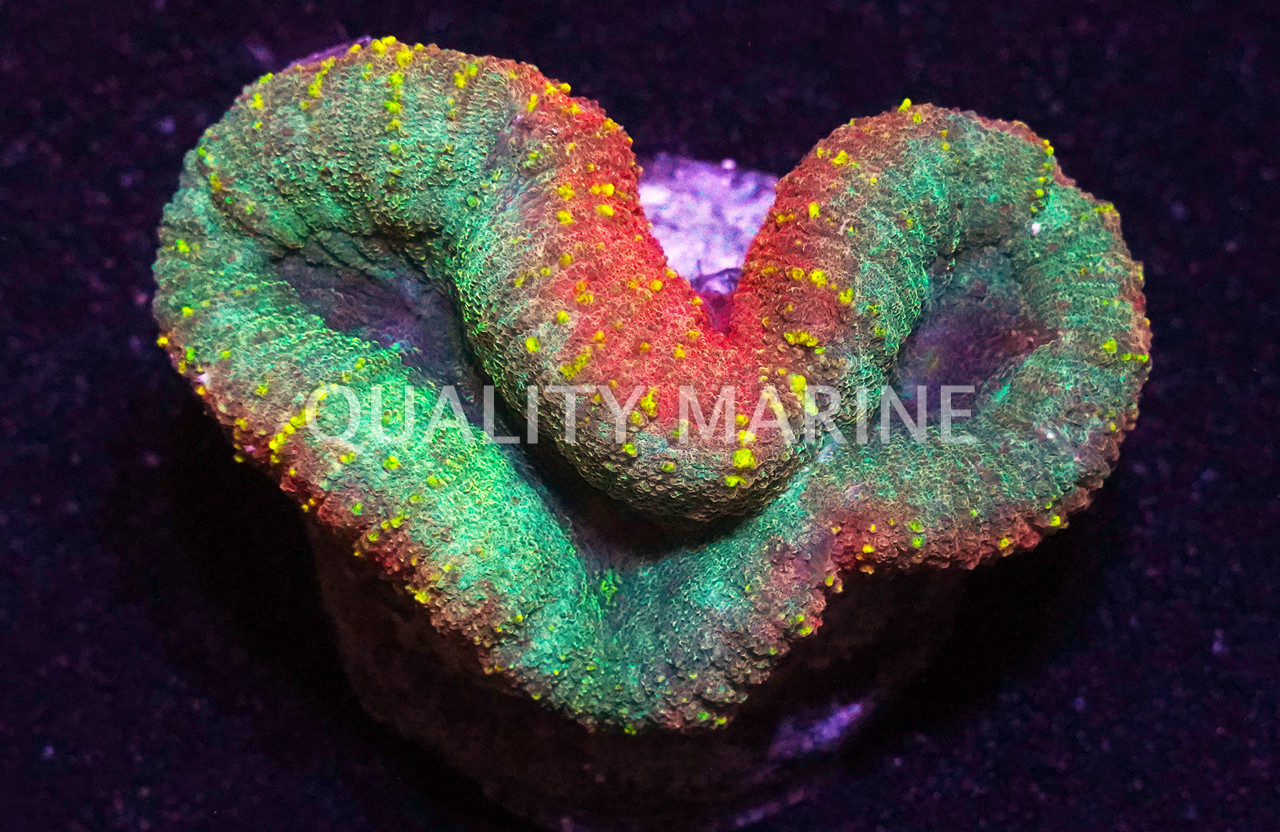 Mint Green/Pink Lobophyllia Brain Coral - Quality Marine