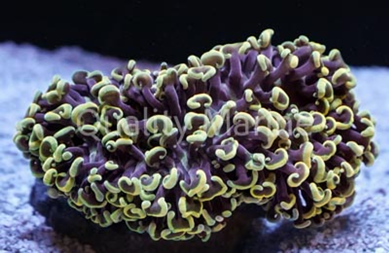 Hammer Branch Coral (Euphyllia parancora) Saltwater Coral For Sale