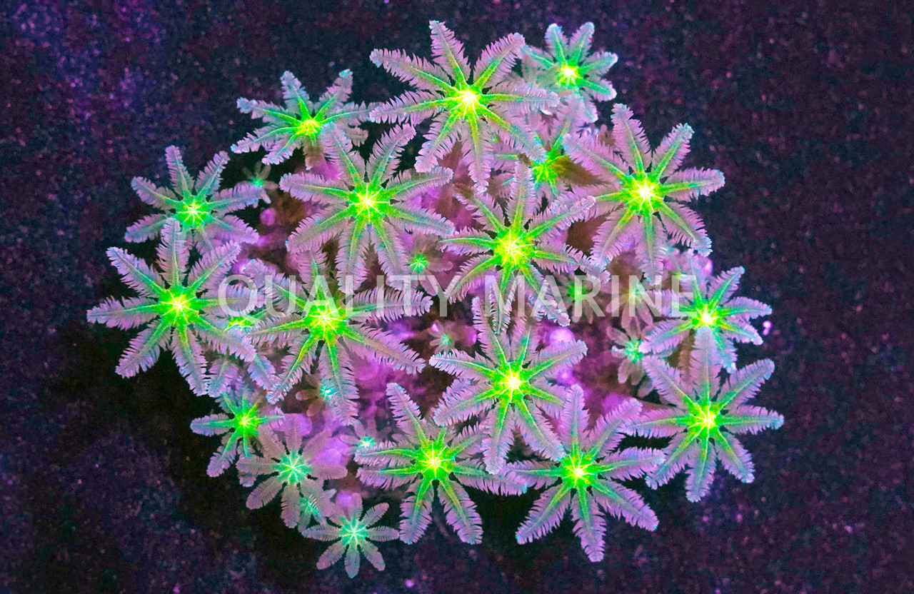 Green Clove Polyp - Quality Marine