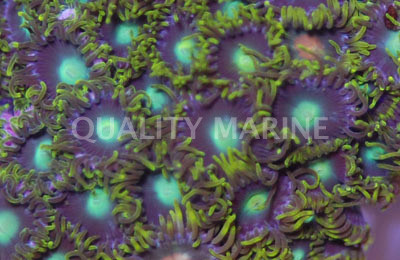 Dragon Eye Colony Polyp - Quality Marine