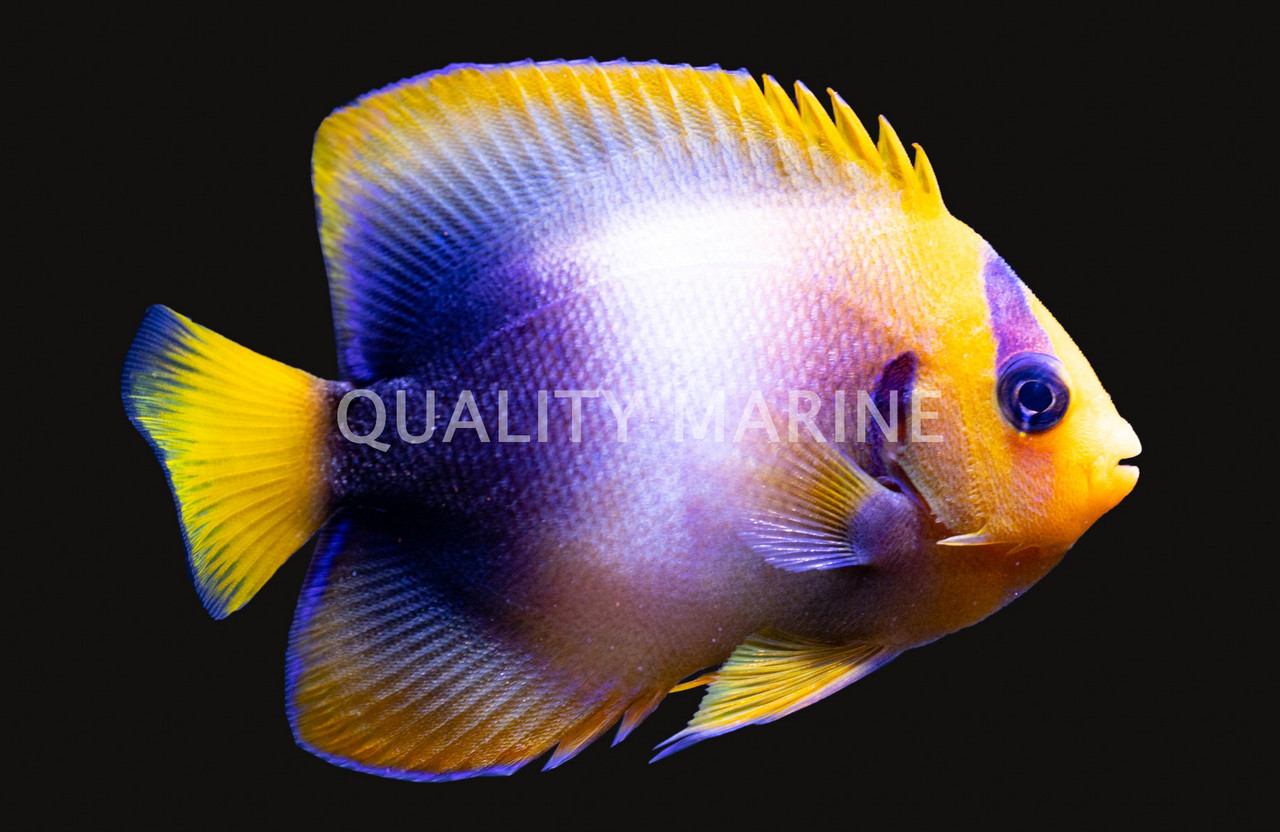 洋楽 Angelfish Queen Angelfish - Adult - USA