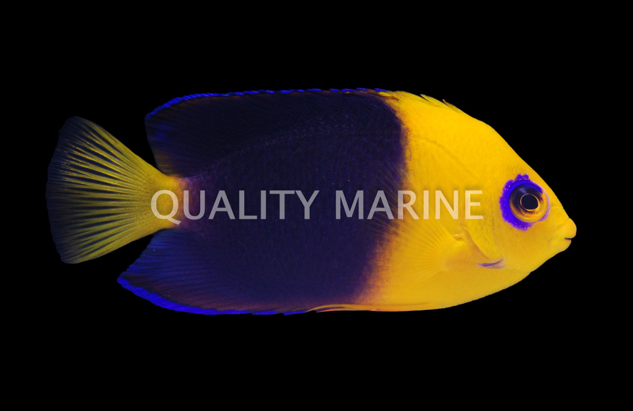 Joculator Angelfish - Quality Marine