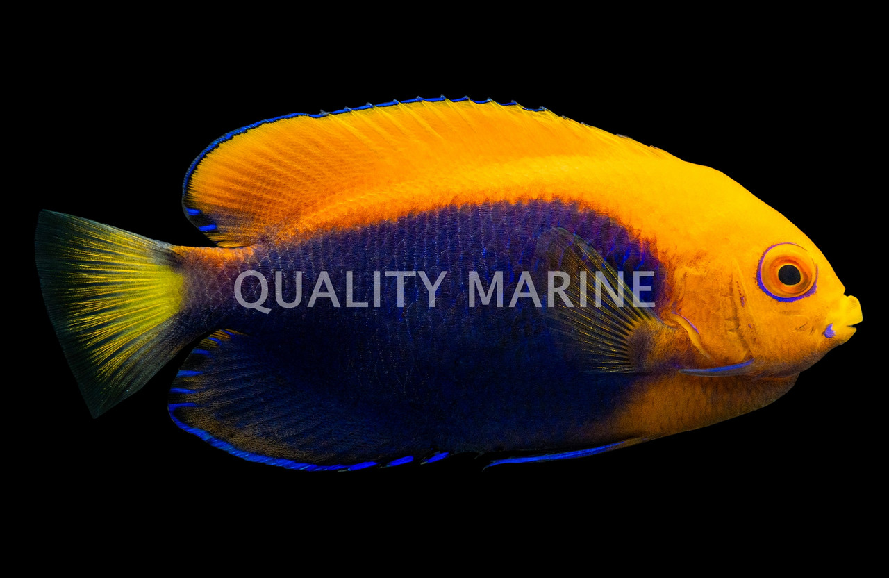 Orangeback Angelfish - Quality Marine