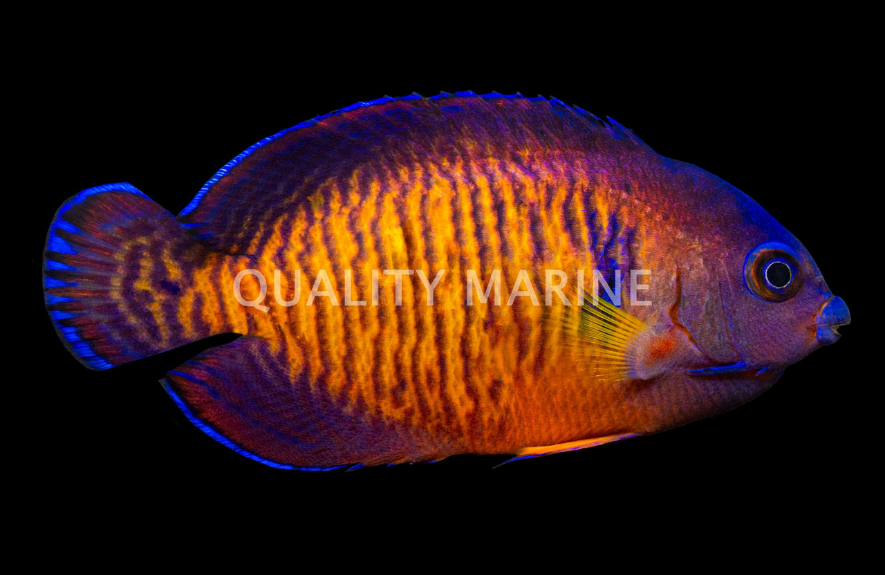 Tiger Tail Coral Beauty Angelfish - Quality Marine