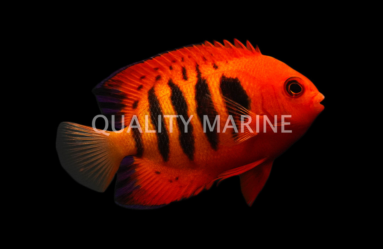 Flame Angelfish Predators
