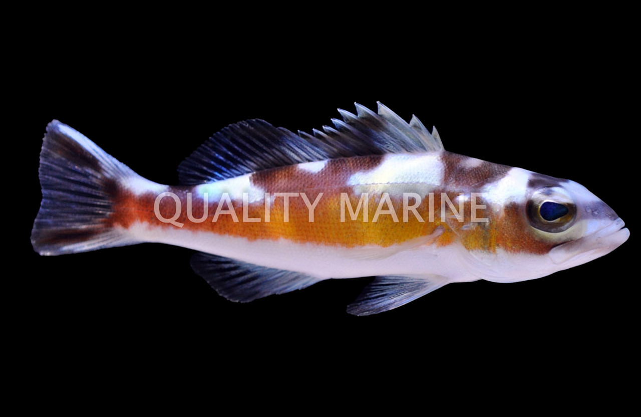 tobacco bass Tobacco Basslet