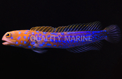 Jawfish Blue Dot Quality Marine