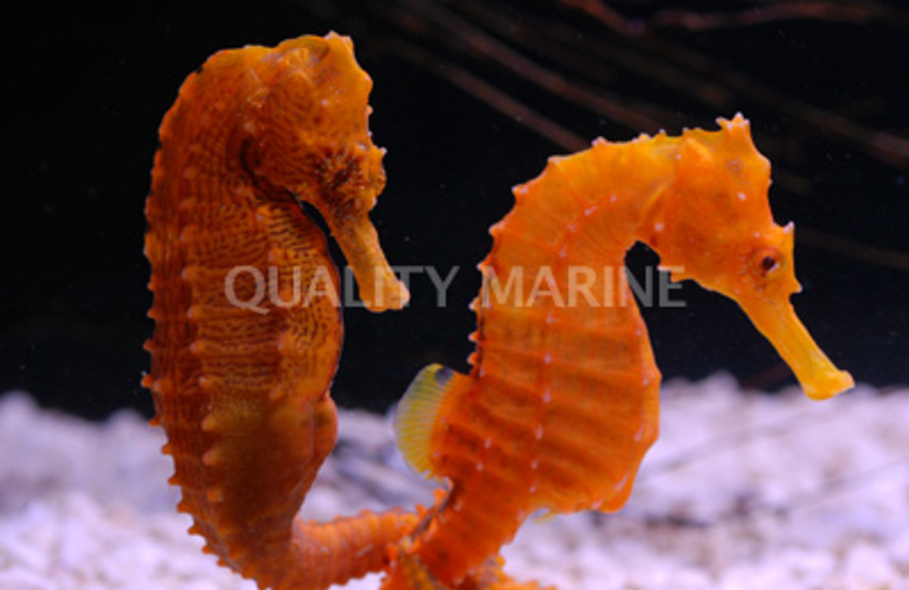 Pair Seahorse, Orange Lined Marine Quality -