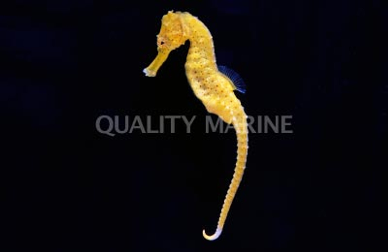 Half Spined Seahorse, Male - Quality Marine